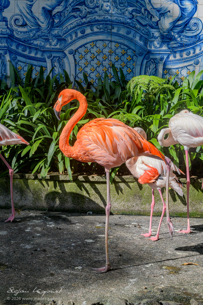 Flamingos im Monte Palace Tropischen Garten